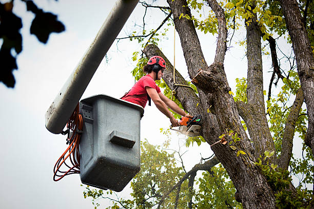 Best Palm Tree Trimming  in Lisbon, ME